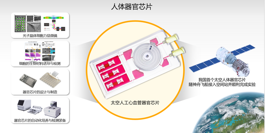 东南大学顾忠泽团队项目入选 2023 年中国生命科学10大进展